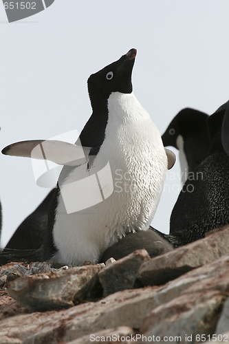 Image of Adelie penguin