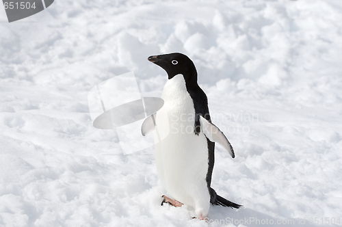 Image of Adelie penguin