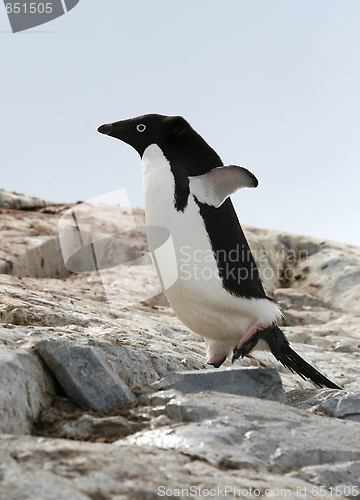 Image of Adelie penguin