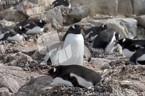 Image of Gentoo penguins