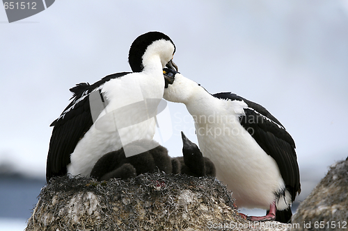 Image of King cormorants