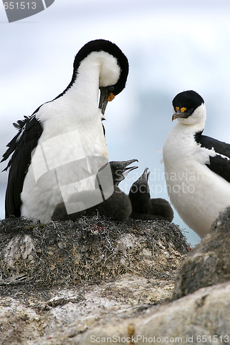 Image of King cormorants