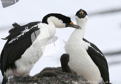 Image of King cormorants