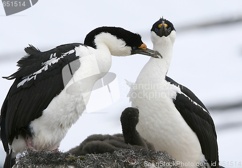 Image of King cormorants