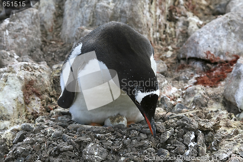 Image of Gentoo penguin on its nest