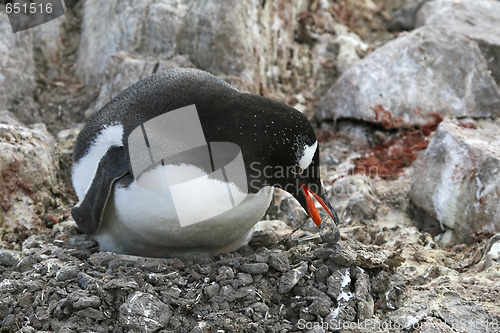 Image of Gentoo penguin on its nest