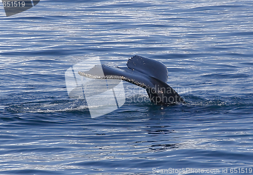 Image of Tail of humpback