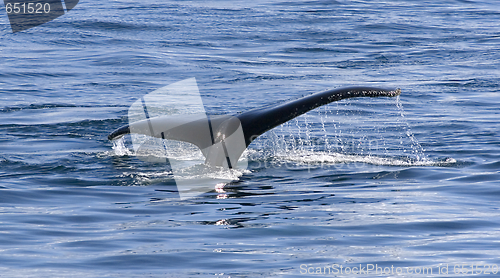 Image of Tail of humpback