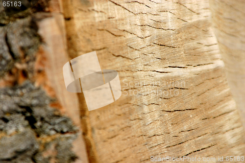 Image of Trunk Close Up