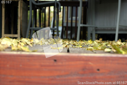 Image of Close up on the Leaves Falling