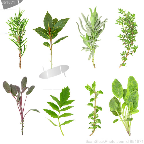 Image of Fresh Herbs