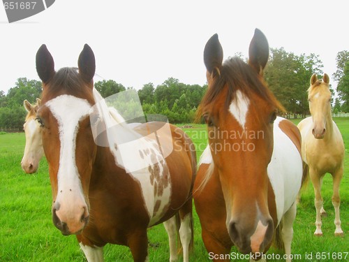 Image of Horses in the field looking