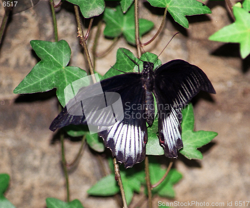 Image of black butterfly