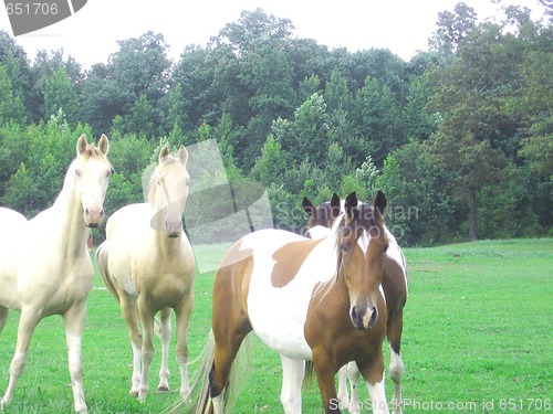 Image of Horses on the ranch