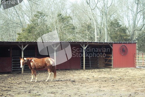 Image of Horse grazing