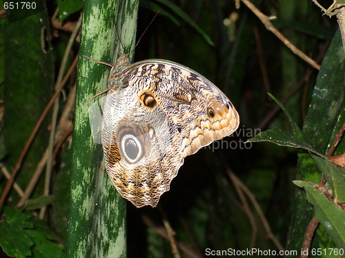 Image of Butterfly in the forest