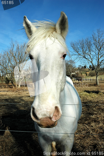 Image of White Horse