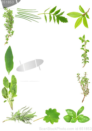 Image of Culinary and Medicinal Herbs