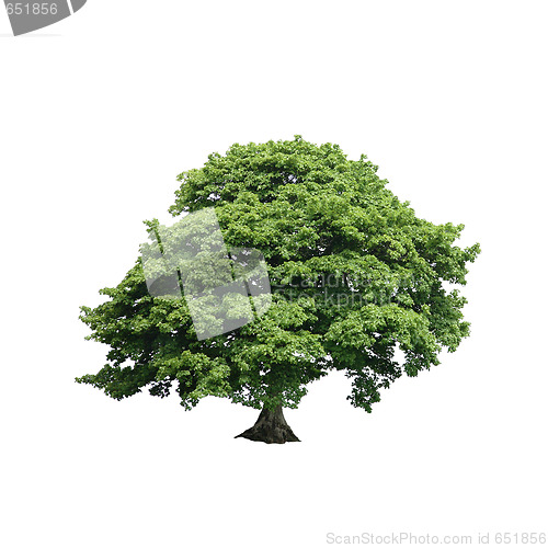 Image of Sycamore Tree
