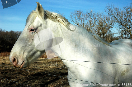 Image of White Horse