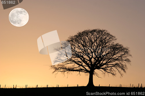 Image of Full Moon and Winter Oak Tree