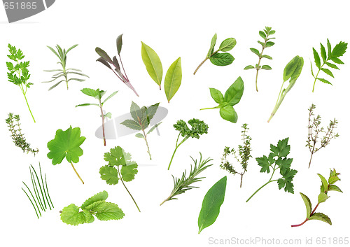 Image of Herb Leaf Selection