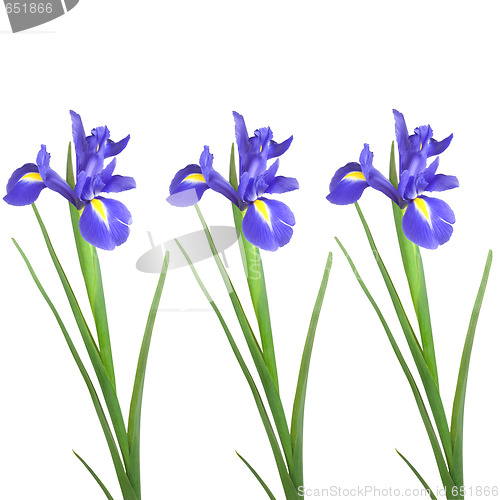 Image of Iris Beauties