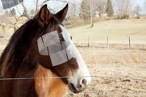 Image of Brown Horse