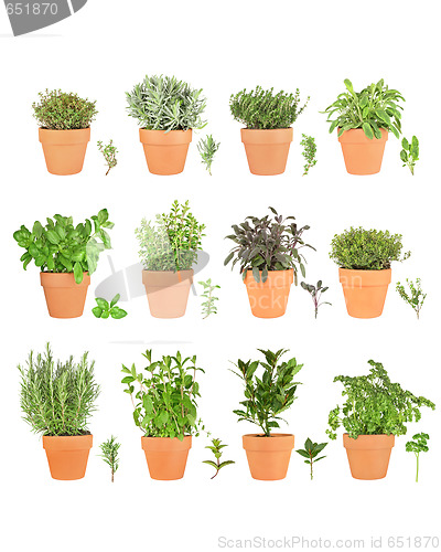 Image of Twelve Herbs with Specimens