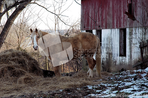 Image of Horse Barn