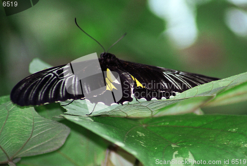 Image of yellow abd black butterfly