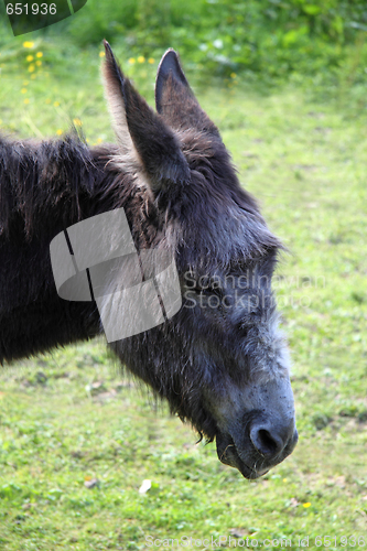 Image of Donkey