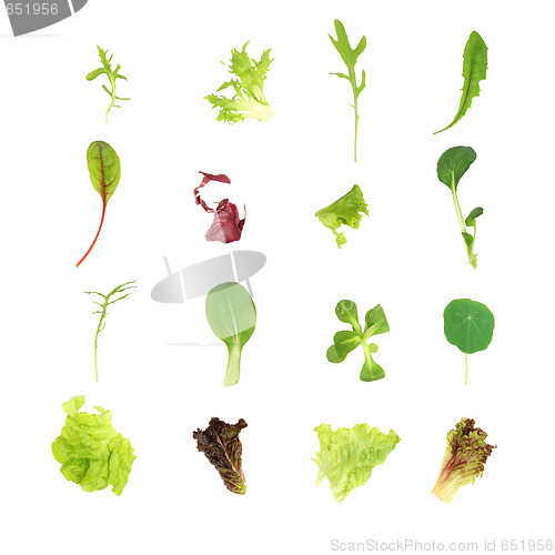 Image of Salad Lettuce Leaves