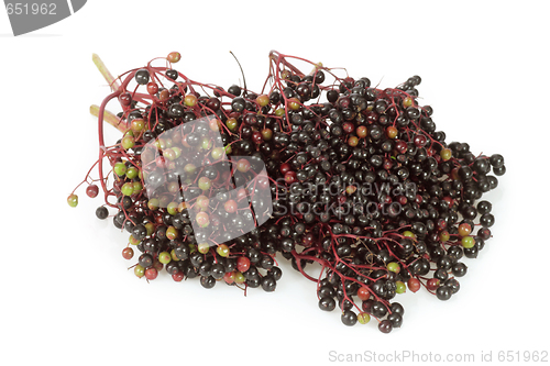 Image of Elderberries