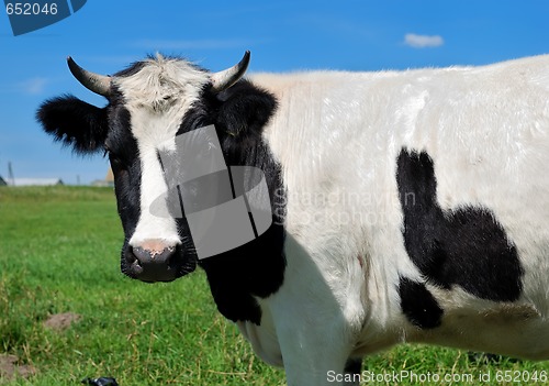 Image of close-up portrait of horned cow