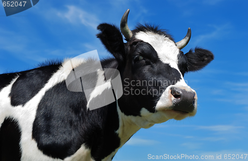 Image of close-up view of horned cow