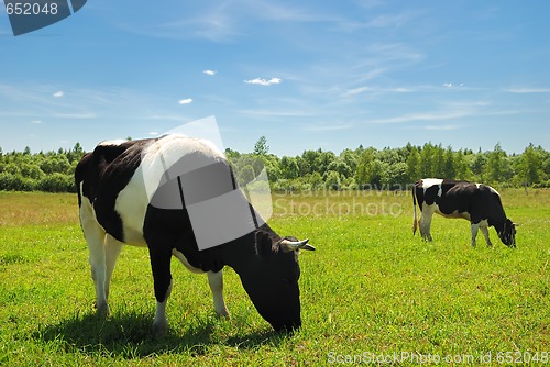 Image of Couple of cows