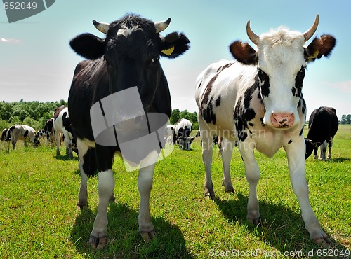 Image of Couple of curious cows on pasture