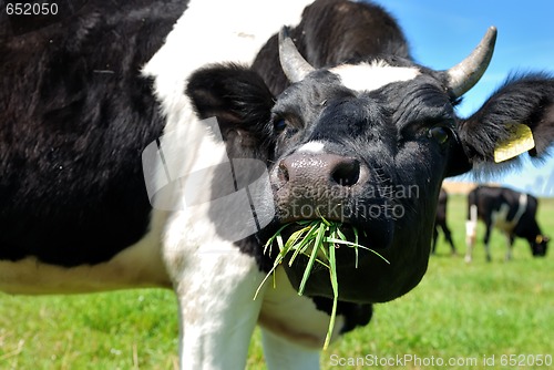 Image of cow chewing grass