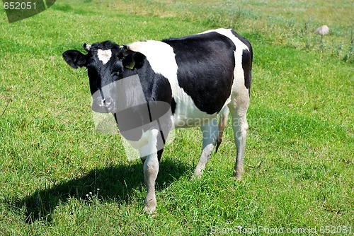 Image of cow on green pasture