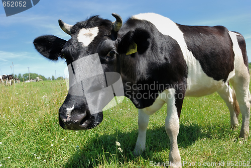 Image of Curious cow at green pasture