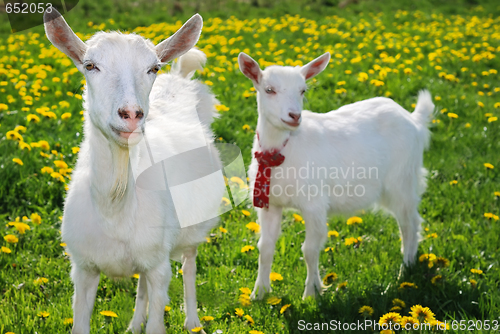 Image of she-goat and goatling