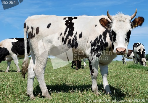 Image of speckled cow and herd on green pasture