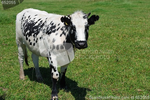 Image of speckled cow