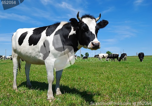 Image of young horned cow on the grassland