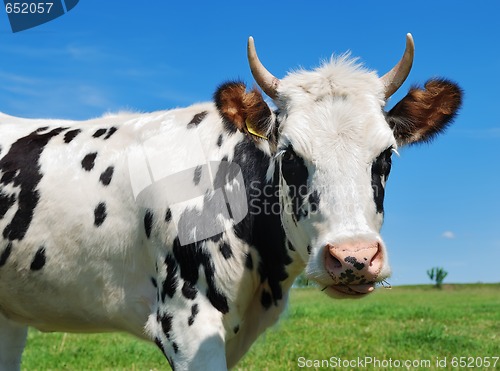 Image of young horned spotted cow