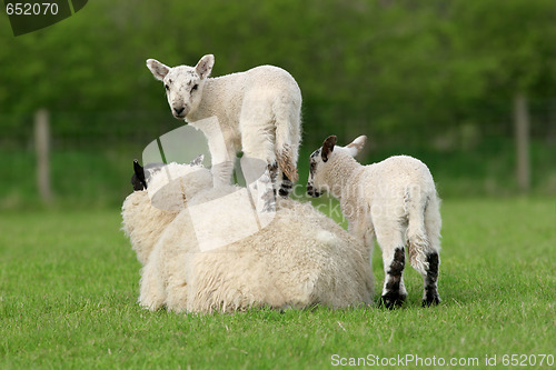 Image of Spring Lambs