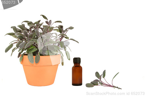 Image of Fresh Growing Herb Sage