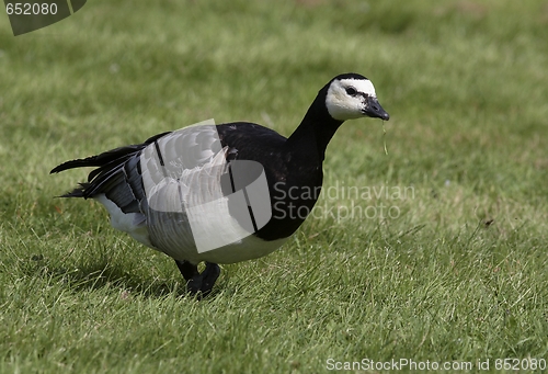 Image of Barnacle Goose. 