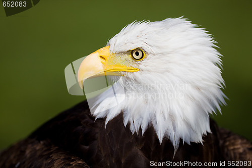 Image of Eagle detail